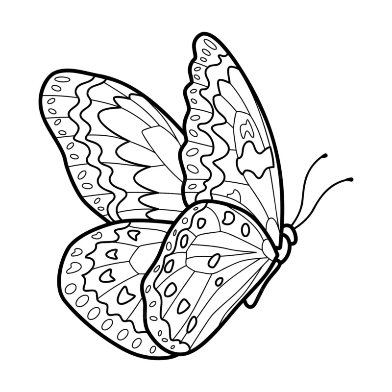 Desenho de borboletas para colorir - borboletas Desenho de borboletas - borboletas para colorir e imprimir grátis. Atividade infantil