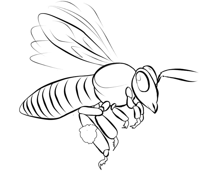 Desenho de abelhas para colorir - abelha