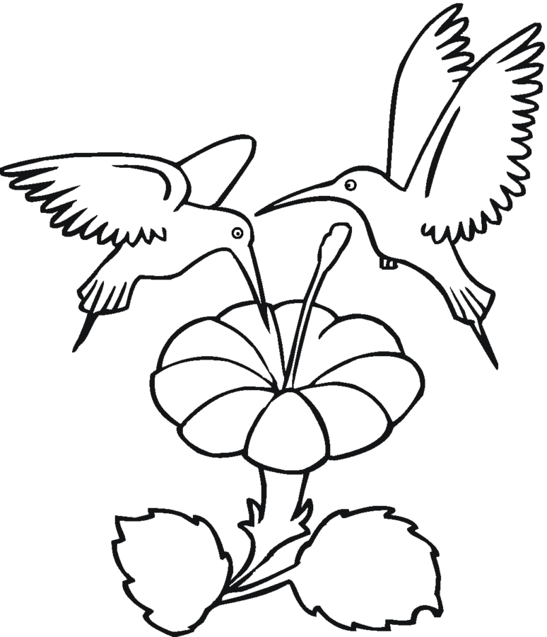 Desenho de beija-flor para colorir - beija-flor Desenho de beija-flor - beija-flor para colorir e imprimir grátis. Atividade infantil