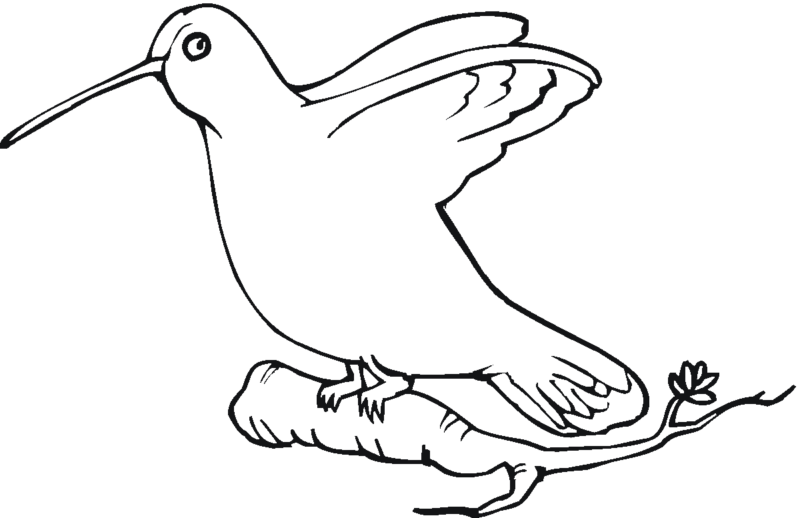Desenho de beija-flor para colorir - beija-flor