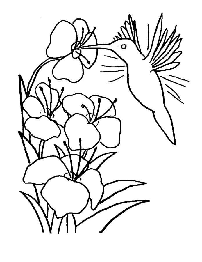 Desenho de beija-flor para colorir - beija-flor Desenho de beija-flor - beija-flor para colorir e imprimir grátis. Atividade infantil