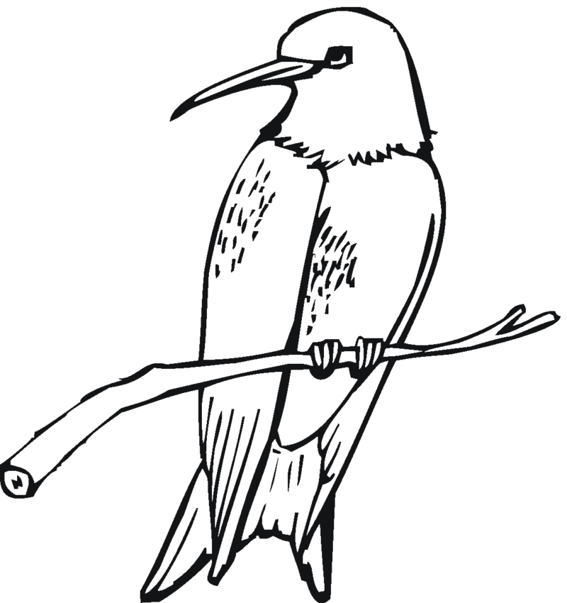 Desenho de beija-flor para colorir - beija-flor Desenho de beija-flor - beija-flor para colorir e imprimir grátis. Atividade infantil