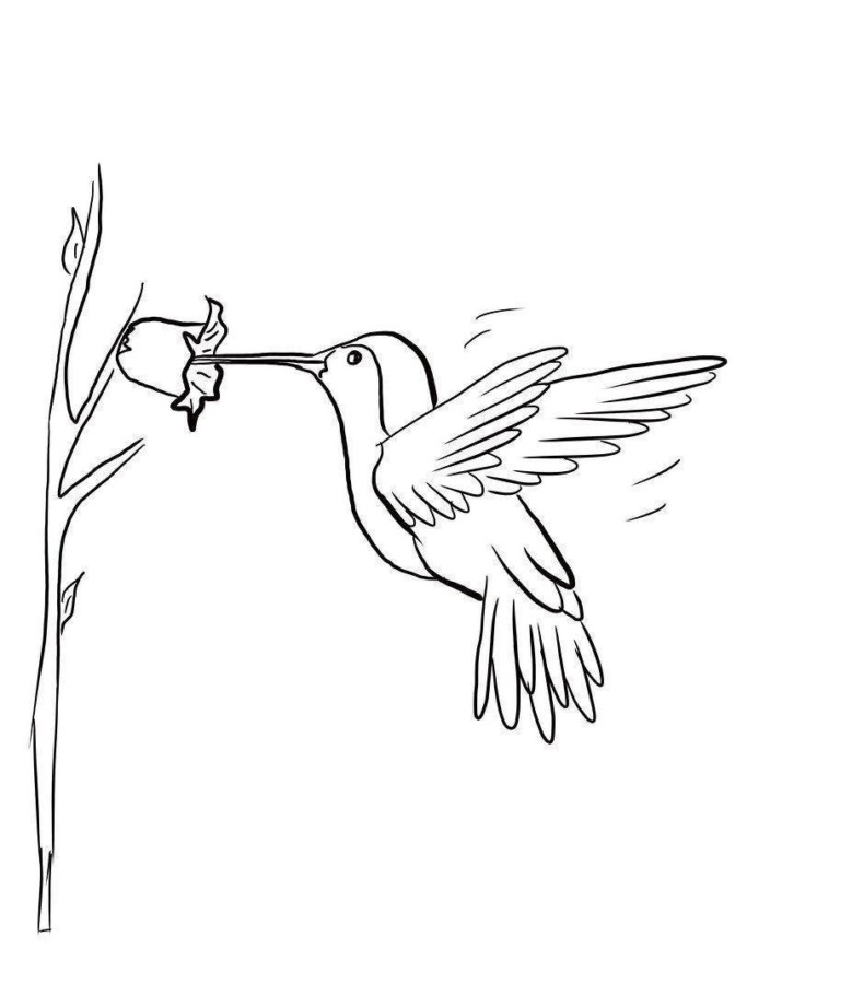Desenho de beija-flor para colorir - beija-flor Desenho de beija-flor - beija-flor para colorir e imprimir grátis. Atividade infantil