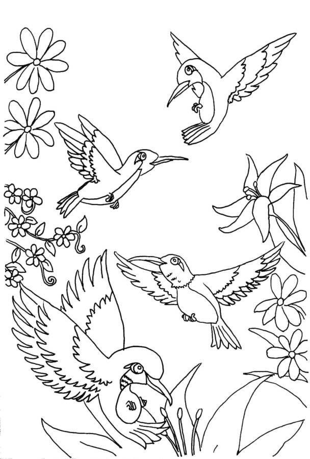 Desenho de beija-flor para colorir - beija-flor