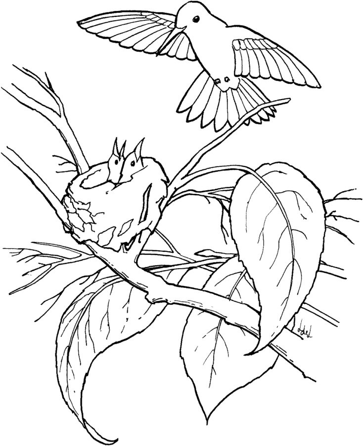 Desenho de beija-flor para colorir - beija-flor Desenho de beija-flor - beija-flor para colorir e imprimir grátis. Atividade infantil