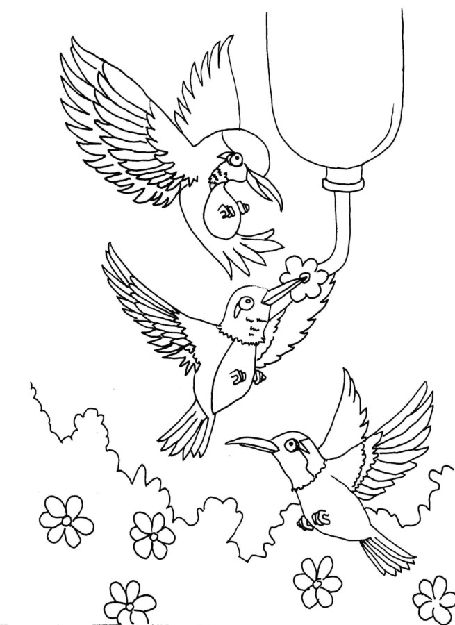 Desenho de beija-flor para colorir - beija-flor Desenho de beija-flor - beija-flor para colorir e imprimir grátis. Atividade infantil