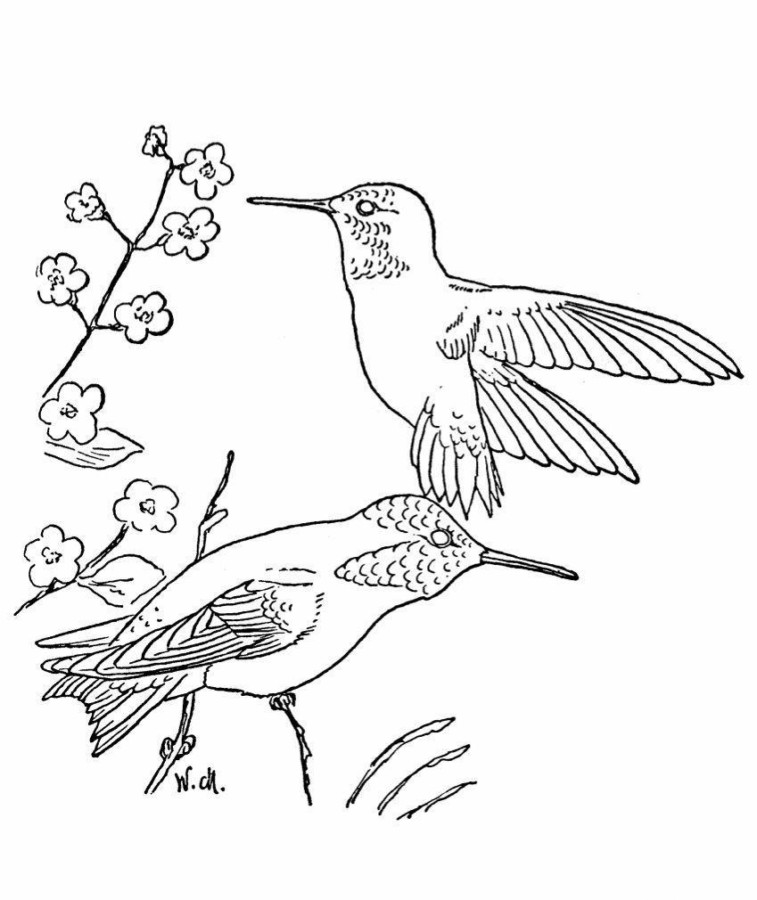 Desenho de beija-flor para colorir - beija-flor Desenho de beija-flor - beija-flor para colorir e imprimir grátis. Atividade infantil