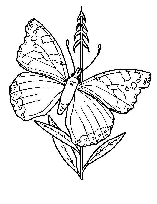 Desenho de borboletas para colorir - borboletas