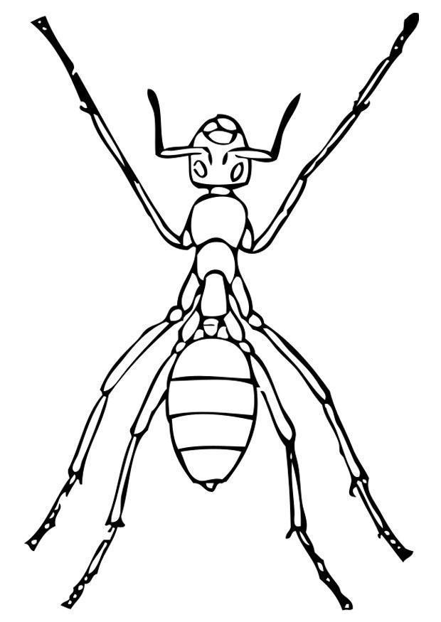 Desenho de formigas para colorir - formigas