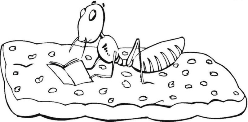 Desenho de formigas para colorir - formigas