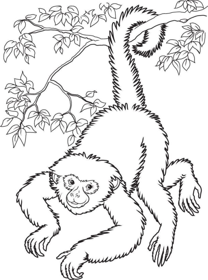 Desenho de macacos para colorir - macacos
