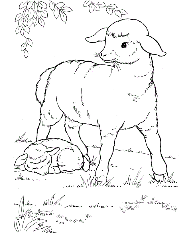 Desenho de ovelhas para colorir - ovelhas