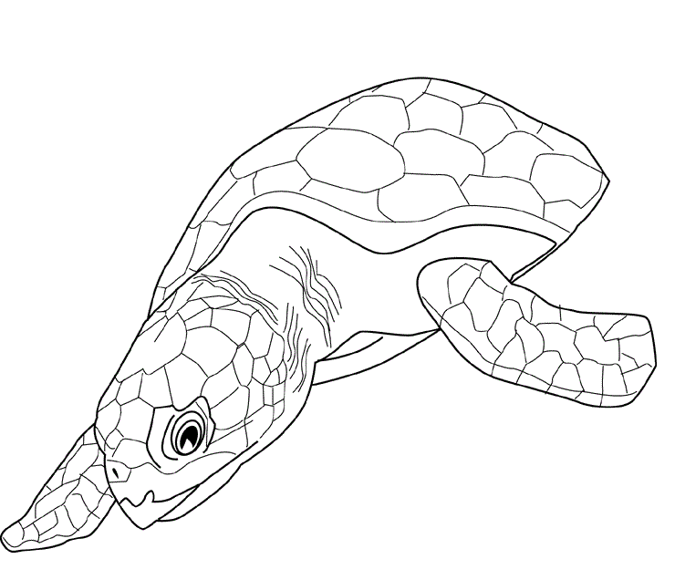 Desenho de tartarugas para colorir - tartarugas Desenho de tartarugas - tartarugas para colorir e imprimir grátis. Atividade infantil