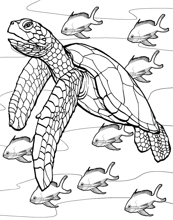 Desenho de tartarugas para colorir - tartarugas Desenho de tartarugas - tartarugas para colorir e imprimir grátis. Atividade infantil