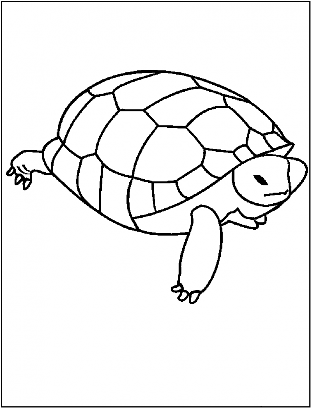 Desenho de tartarugas para colorir - tartarugas Desenho de tartarugas - tartarugas para colorir e imprimir grátis. Atividade infantil