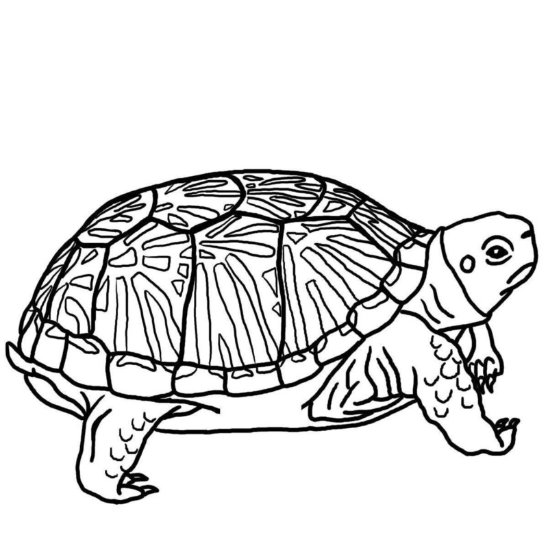 Desenho de tartarugas para colorir - tartarugas Desenho de tartarugas - tartarugas para colorir e imprimir grátis. Atividade infantil