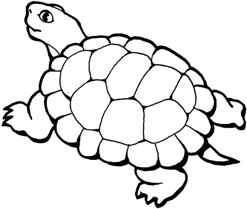 Desenho de tartarugas para colorir - tartarugas Desenho de tartarugas - tartarugas para colorir e imprimir grátis. Atividade infantil