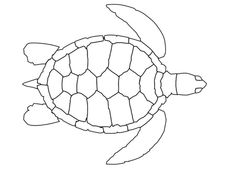Desenho de tartarugas para colorir - tartarugas