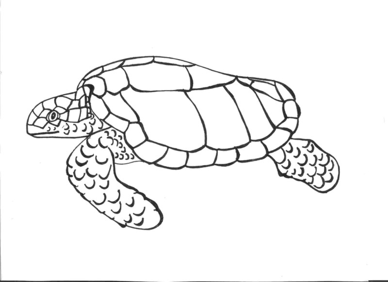 Desenho de tartarugas para colorir - tartarugas Desenho de tartarugas - tartarugas para colorir e imprimir grátis. Atividade infantil