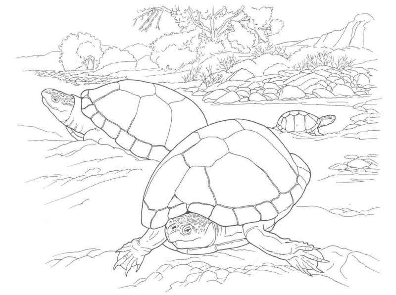 Desenho de tartarugas para colorir - tartarugas Desenho de tartarugas - tartarugas para colorir e imprimir grátis. Atividade infantil
