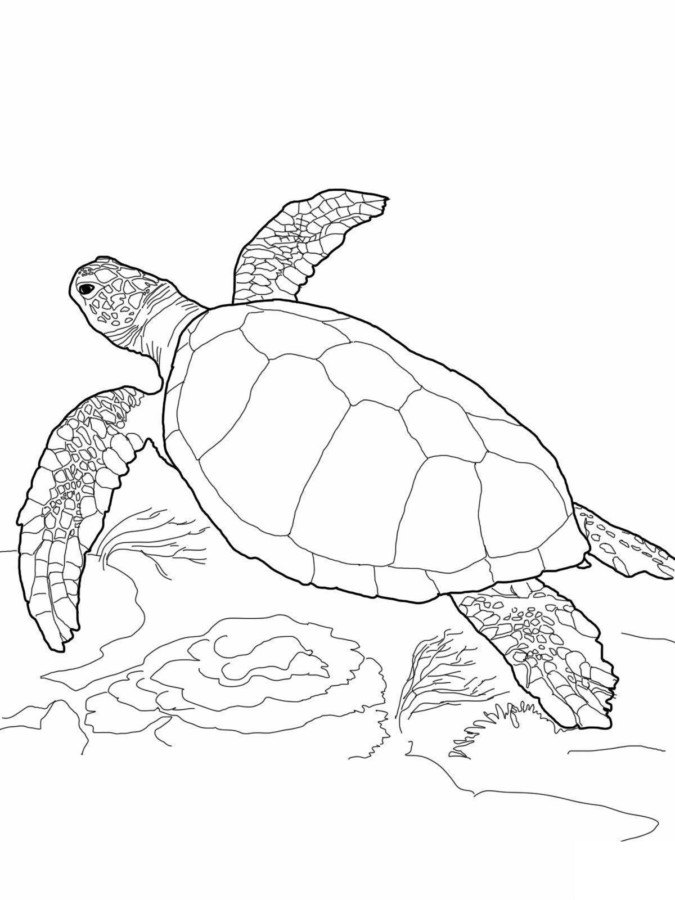 Desenho de tartarugas para colorir - tartarugas Desenho de tartarugas - tartarugas para colorir e imprimir grátis. Atividade infantil