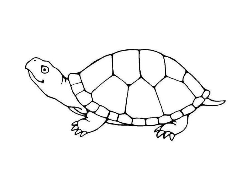 Desenho de tartarugas para colorir - tartarugas Desenho de tartarugas - tartarugas para colorir e imprimir grátis. Atividade infantil