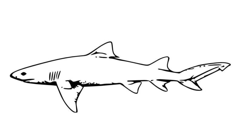 Desenho de tubarões para colorir - tubarões