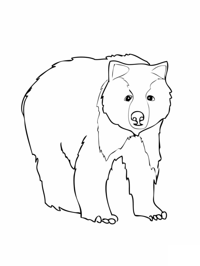 Desenho de ursos para colorir - ursos