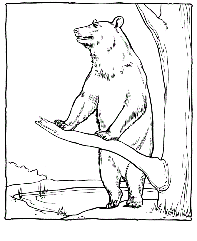Desenho de ursos para colorir - ursos