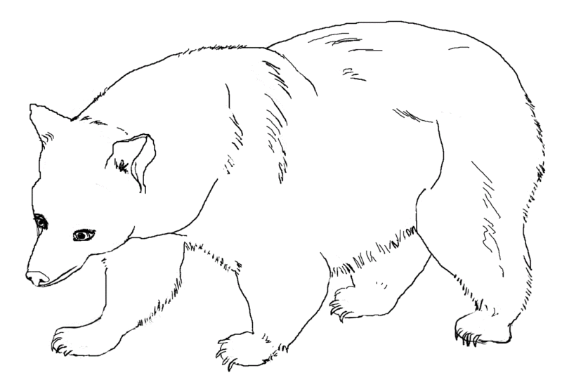 Desenho de ursos para colorir - ursos