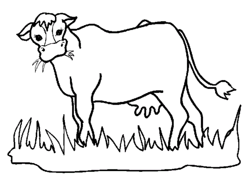 Desenho de vacas para colorir - vacas