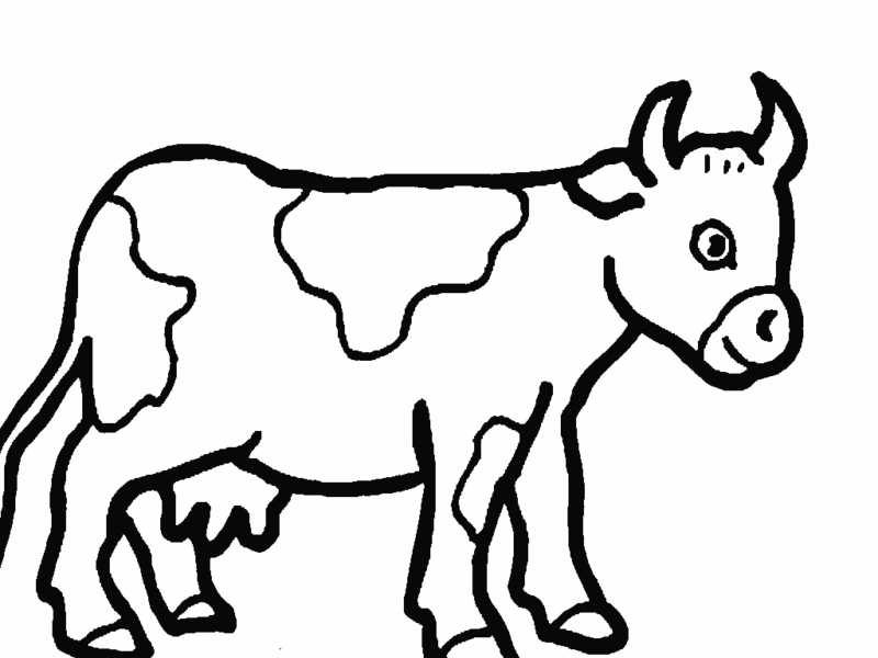 Desenho de vacas para colorir - vacas