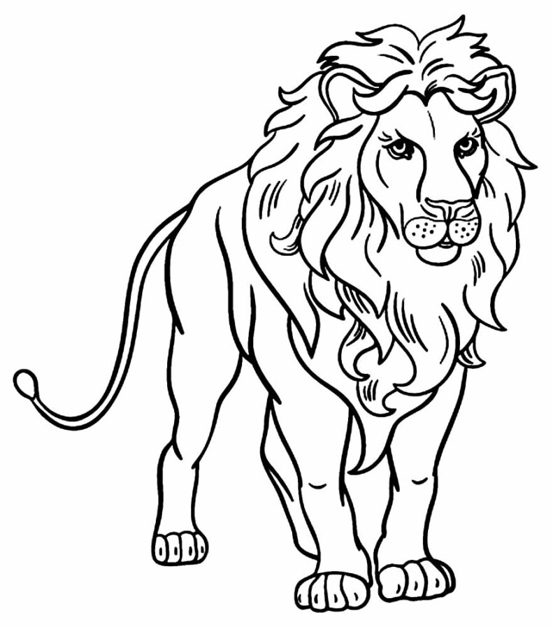Desenho de leões para colorir - leões
