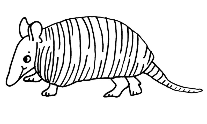 Desenho de tatu para colorir - tatu
