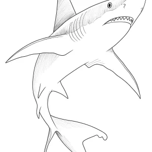 Desenho de tubarão para colorir 49