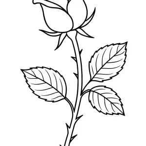 Desenho de rosa para colorir 6