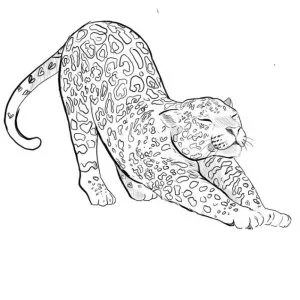 Desenho de onça para colorir 7