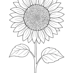 Desenho de girassol para colorir 10