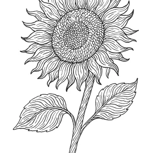 Desenho de girassol para colorir 11