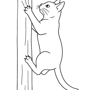 Desenho de gato para colorir 48