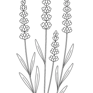 Desenho de flores para pintar 53