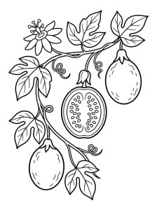 Maracujá em desenho de linha simples, para colorir